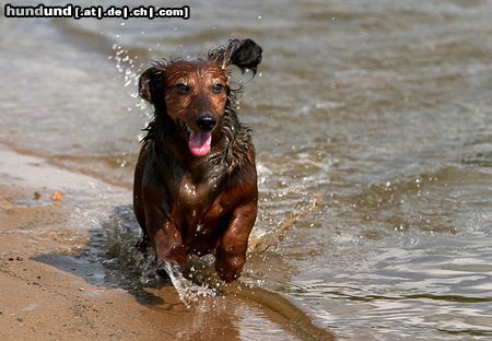 Langhaardackel Hunde Foto 23199 in höherer Auflösung ansehen Langhaardackel im Wasser