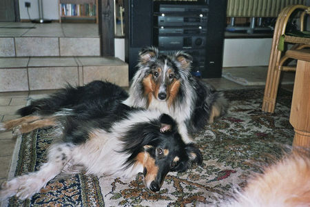 Langhaarcollie