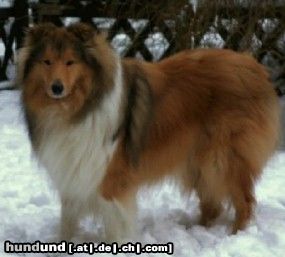 Langhaarcollie Hunde Foto 13612 Langhaarcollie Deutscher Jugend Champion Rosegarden Pure Magic