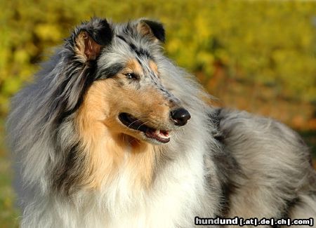 Langhaarcollie Blue merle Colliehündin 8 Monate alt