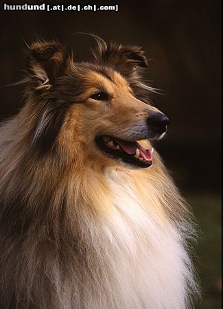 Langhaarcollie Hunde Foto 8165 Langhaarcollie Collie Rüde goldsable auf einem Hundeplatz
