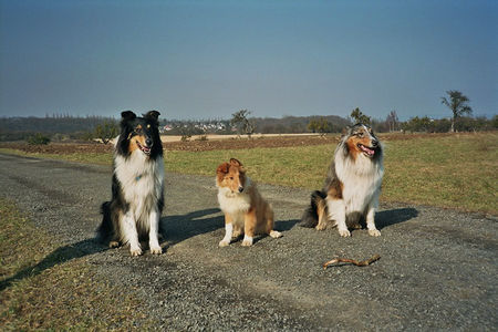 Langhaarcollie Hunde Foto 29781 in höherer Auflösung ansehen Langhaarcollie