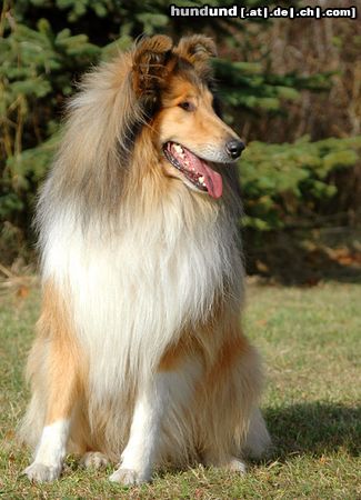 Langhaarcollie Hunde Foto 15701 in höherer Auflösung ansehen Langhaarcollie Sable Collierüde