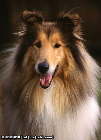 Langhaarcollie Hunde Foto 8166 Langhaarcollie Collie Rüde goldsable auf einem Hundeplatz