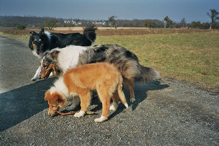 Langhaarcollie