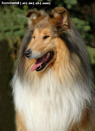 Langhaarcollie Hunde Foto 15702 in höherer Auflösung ansehen Langhaarcollie Sable Collierüde