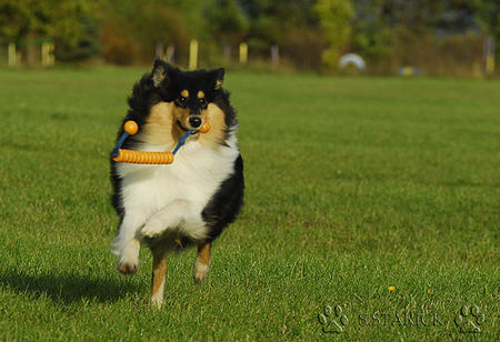 Langhaarcollie Hunde Foto 34640 in höherer Auflösung ansehen Langhaarcollie Sunny