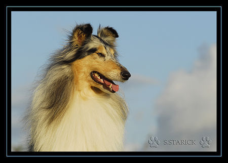 Langhaarcollie Hunde Foto 34630 in höherer Auflösung ansehen Langhaarcollie Lacy