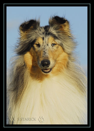 Langhaarcollie Hunde Foto 34631 in höherer Auflösung ansehen Langhaarcollie Lacy