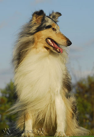 Langhaarcollie Hunde Foto 34643 in höherer Auflösung ansehen Langhaarcollie Sunny