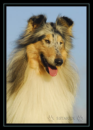 Langhaarcollie Lacy