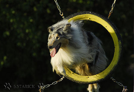 Langhaarcollie Sunny