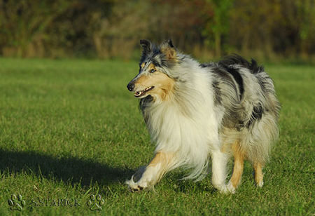 Langhaarcollie Hunde Foto 34645 in höherer Auflösung ansehen Langhaarcollie Sunny
