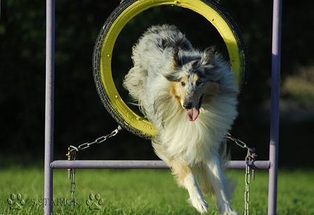 Langhaarcollie Sunny