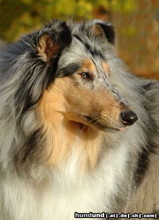 Langhaarcollie Hunde Foto 15699 in höherer Auflösung ansehen Langhaarcollie Blue merle Colliehündin 8 Monate alt