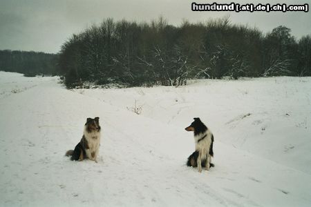 Langhaarcollie Hunde Foto 19340 in höherer Auflösung ansehen Langhaarcollie
