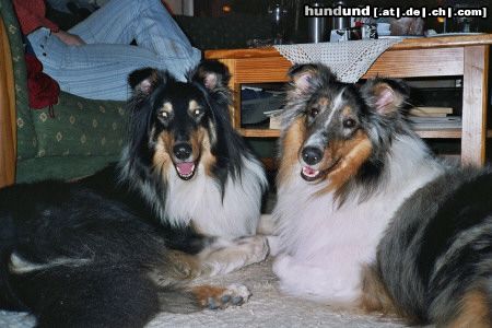 Langhaarcollie Hunde Foto 18976 in höherer Auflösung ansehen Langhaarcollie