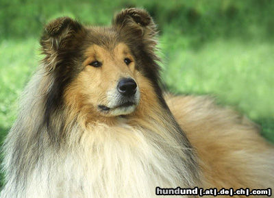 Langhaarcollie Hunde Foto 24585 in höherer Auflösung ansehen Langhaarcollie Digger - Dick van Dyke v. Old Tom, Bes. Christiana Merten