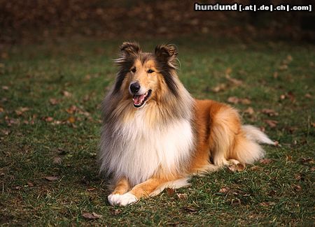 Langhaarcollie Hunde Foto 8167 Langhaarcollie Collie Rüde goldsable auf einem Hundeplatz
