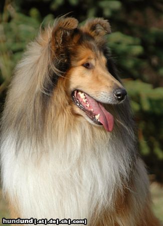 Langhaarcollie Hunde Foto 15704 in höherer Auflösung ansehen Langhaarcollie Sable Collierüde