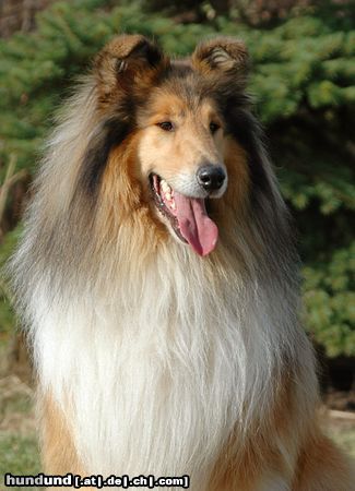 Langhaarcollie Hunde Foto 15705 in höherer Auflösung ansehen Langhaarcollie Sable Collierüde
