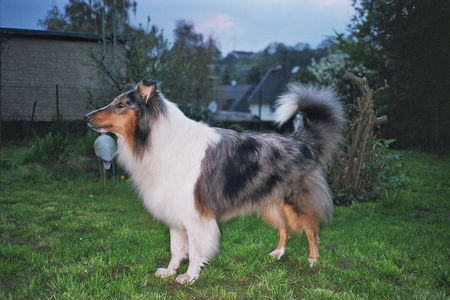 Langhaarcollie Maya knurrt!