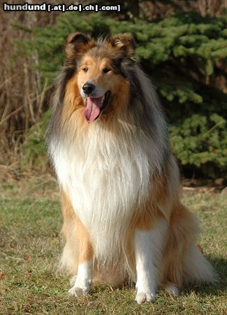 Langhaarcollie Hunde Foto 15707 in höherer Auflösung ansehen Langhaarcollie Sable Collierüde
