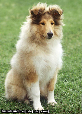 Langhaarcollie Hunde Foto 24587 in höherer Auflösung ansehen Langhaarcollie 4 Monate alte Colliehündin