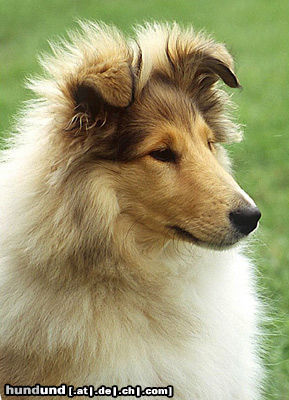 Langhaarcollie Hunde Foto 24588 in höherer Auflösung ansehen Langhaarcollie 4 Monate alte Colliehündin