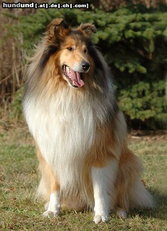 Langhaarcollie Hunde Foto 15708 in höherer Auflösung ansehen Langhaarcollie Sable Collierüde