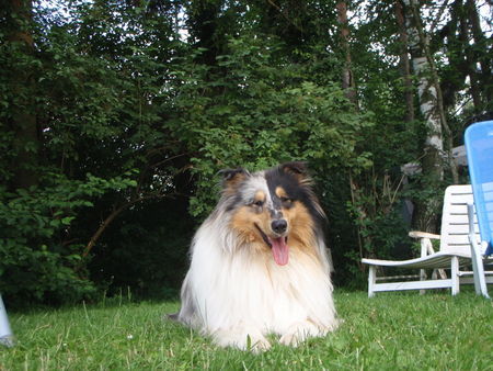 Langhaarcollie mein Kimba Blue von der Ischlerbahn