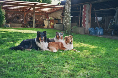 Langhaarcollie Hunde Foto 32256 in höherer Auflösung ansehen Langhaarcollie Meine 3 Chaoten