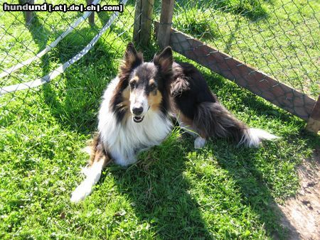 Langhaarcollie Hunde Foto 15941 Langhaarcollie