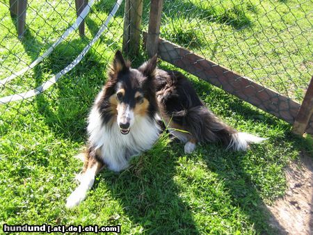 Langhaarcollie Hunde Foto 15943 Langhaarcollie britta