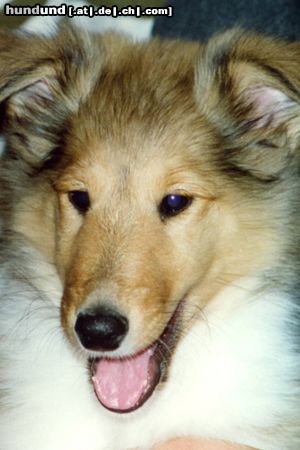 Langhaarcollie Hunde Foto 3288 Langhaarcollie Titus 8 Wochen alt - sein erster Tag bei uns