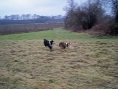 Langhaarcollie Hunde Foto 35168 in höherer Auflösung ansehen Langhaarcollie Frei wie der Wind