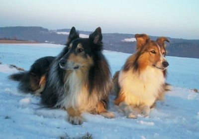 Langhaarcollie Hunde Foto 35029 in höherer Auflösung ansehen Langhaarcollie Collies im Schnee