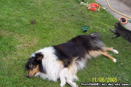 Langhaarcollie Hunde Foto 24421 in höherer Auflösung ansehen Langhaarcollie