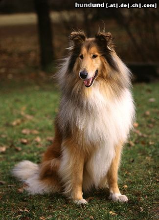 Langhaarcollie Hunde Foto 8168 Langhaarcollie Collie Rüde goldsable auf einem Hundeplatz