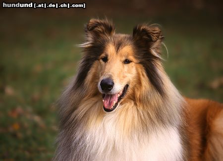 Langhaarcollie Hunde Foto 8170 Langhaarcollie Collie Rüde goldsable auf einem Hundeplatz