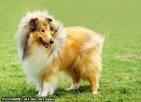 Langhaarcollie Hunde Foto 15356 in höherer Auflösung ansehen Langhaarcollie Ein Bild von einem Hund - Rüde auf einer Ausstellung