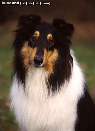 Langhaarcollie Hunde Foto 8171 Langhaarcollie Collie Rüde tricolour auf einem Hundeplatz