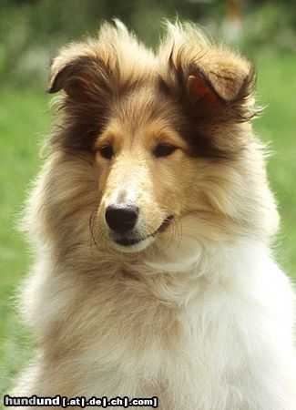 Langhaarcollie Hunde Foto 15357 in höherer Auflösung ansehen Langhaarcollie Welpe 4 Monate alt