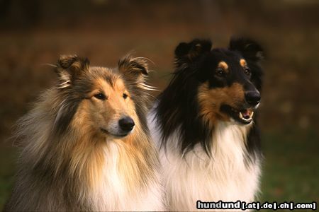 Langhaarcollie Hunde Foto 8172 Langhaarcollie Collie Rüdengoldsable und tricolour auf einem Hundeplatz