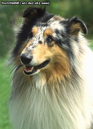 Langhaarcollie Hunde Foto 15358 in höherer Auflösung ansehen Langhaarcollie Rüde blue merle