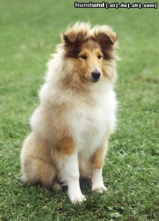 Langhaarcollie Hunde Foto 15360 in höherer Auflösung ansehen Langhaarcollie Colliewelpe