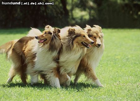 Langhaarcollie Colliehündinnen