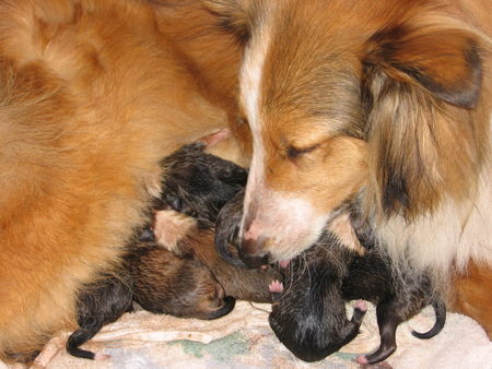 Langhaarcollie Hunde Foto 41658 in höherer Auflösung ansehen Langhaarcollie Geburt
