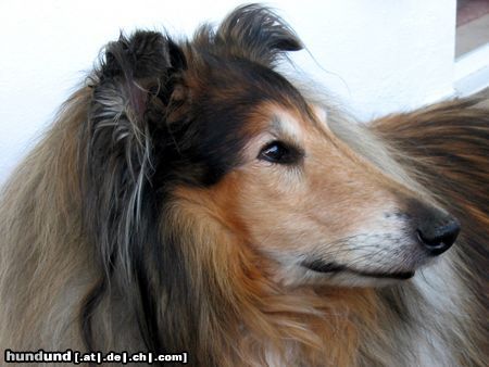 Langhaarcollie