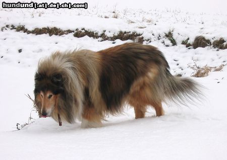 Langhaarcollie Hunde Foto 11482 Langhaarcollie Mein Collie-Rüde Andy beim
